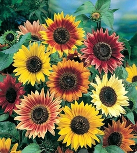 Multicolor sunflower mix with bright yellow, orange, and red blooms and dark centers