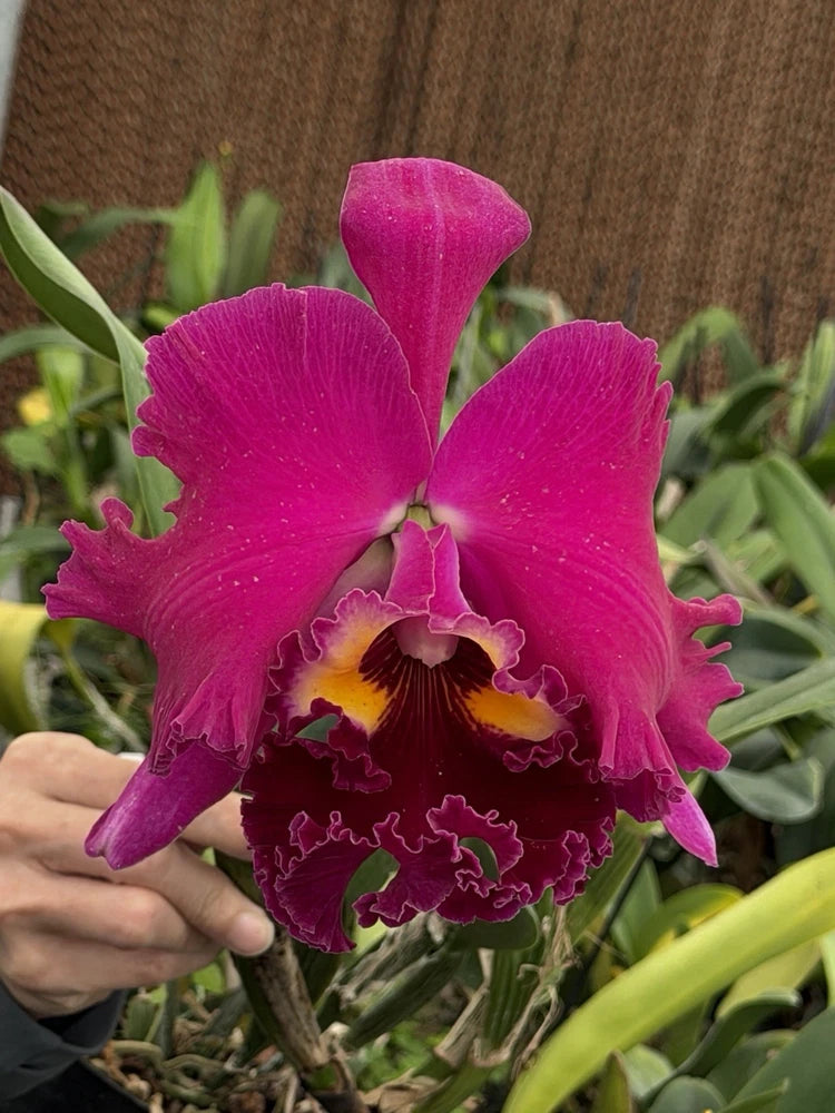 Magenta orchid bloom with ruffled petals and a frilled yellow-and-brown center