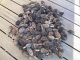 100 Southern Magnolia Seed Pods Cones Dried Flower