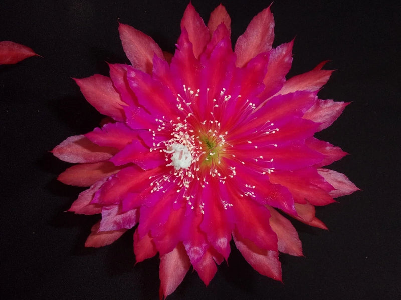 Vibrant magenta cutting orchid flower with purple petals and yellow center