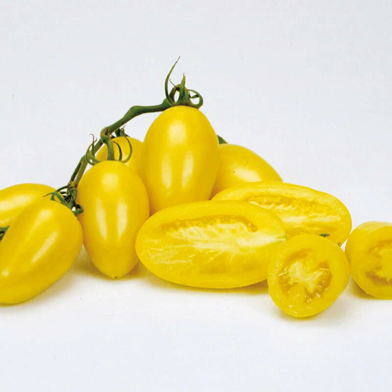 25 CREAM SAUSAGE TOMATO SEEDS HEIRLOOM FRESH HARVEST FOR GARDENS Garden Plants