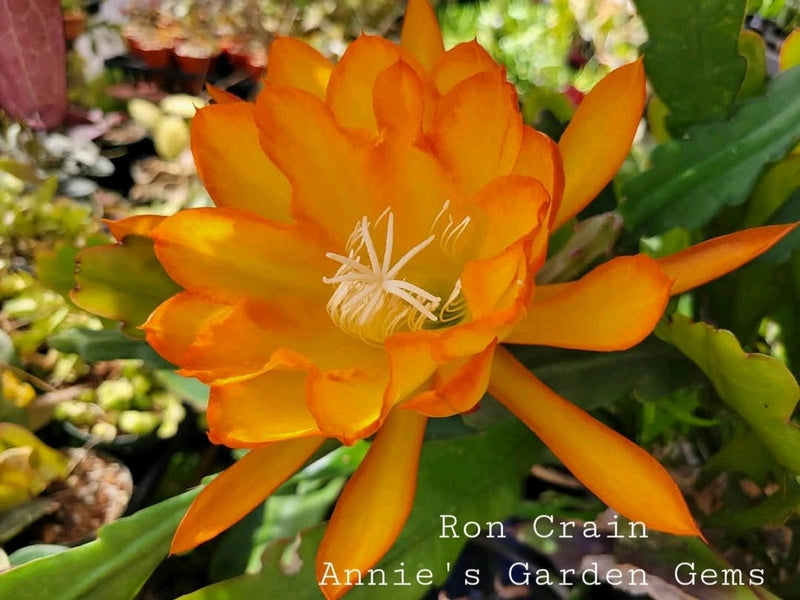 Orange orchid cactus flower with long petals, growing in a small pot