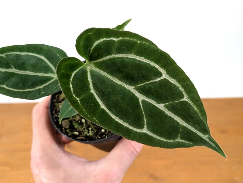 Anthurium crystallinum plant in small dark pot, dark green leaves with white vein pattern