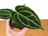 Anthurium Crystallinum - Assorted 4 Inch Pots Orchids