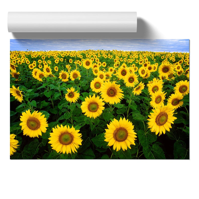 Yellow Sunflower Flowers Unframed Wall Art Poster Print Home Decor Living Room Sunflower