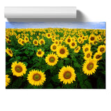 Yellow Sunflower Flowers Unframed Wall Art Poster Print Home Decor Living Room Sunflower