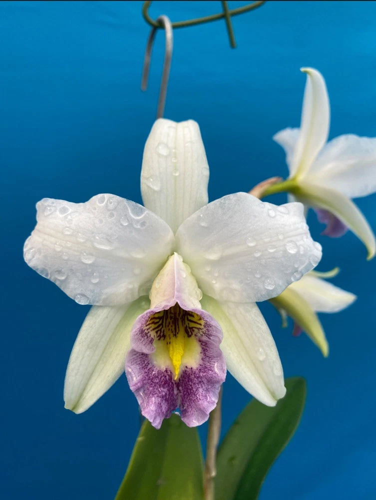 White orchid flower with lavender center and yellow throat, on green stem