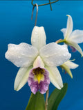 Laelia anceps Veitchiana ÔElizabethÕs EyesÕ AM/AOS Spike Orchid Eros 9Ó Basket Orchids