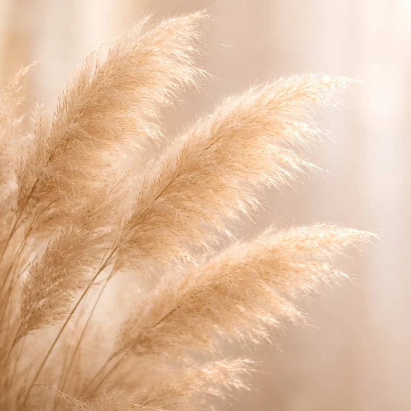 Golden pampas grass in soft light (P126) - Lounge, Hallway and Living Room Pampas Grass