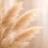 Golden pampas grass in soft light (P126) - Lounge, Hallway and Living Room Pampas Grass