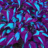 Hosta Seeds - Stunning Blue & Purple Two-Tone Variegated Medium-Sized Hosta Plan Lily