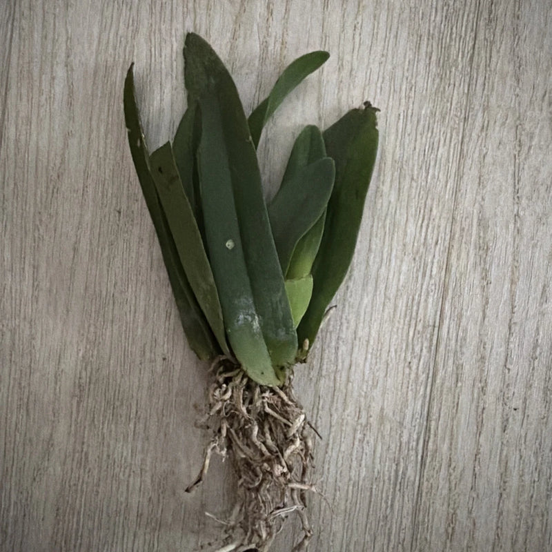 Orchid live Trichocentrum panduratum - bare root Orchids