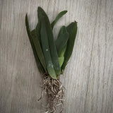 Orchid live Trichocentrum panduratum - bare root Orchids