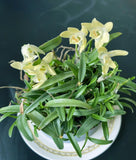 Mini Dendrobium nobile____(__),blooming size,20+pseudobulbs ,3 yr old Orchids