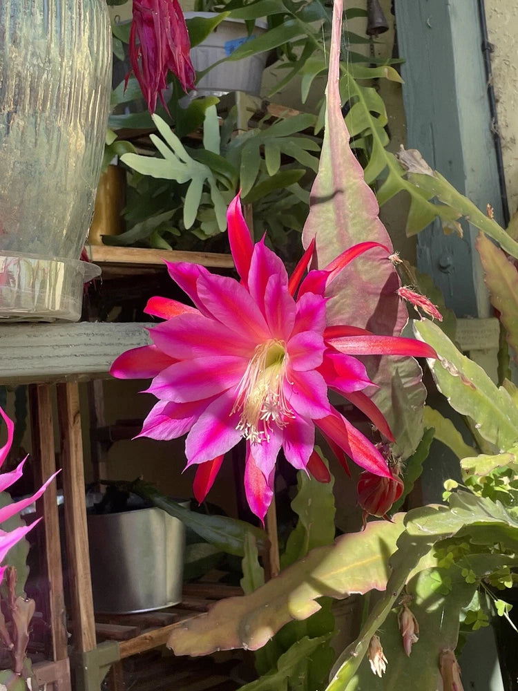 Orchid cactus cutting with bright fuchsia-pink flower and green pads