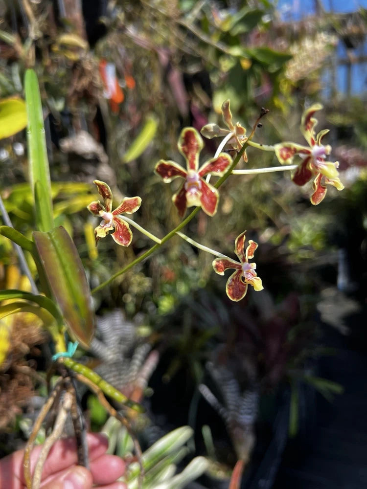 Orchid with small red and yellow star-shaped flowers and thin green leaves