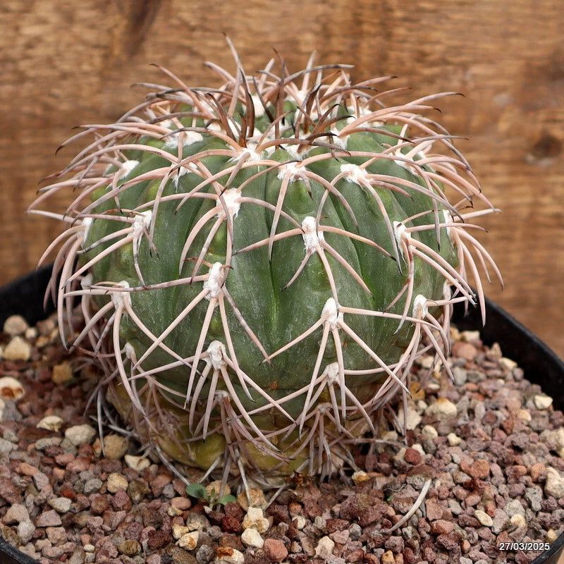 Green gymnocalycium cactus with long thin spines in a black pot, on gravel