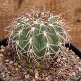 A7139 GYMNOCALYCIUM SPEGAZZINII pot18-H11-W11 cm MaMa Cactus Green Plant