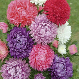 Seeds Aster Pompon Mix Giant Flower Annual Outdoor Garden Cut for Planting Non G Garden Plants