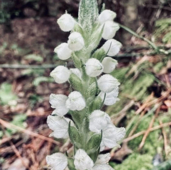 Goodyera pubescens orchid with white fuzzy flower spikes and green stems
