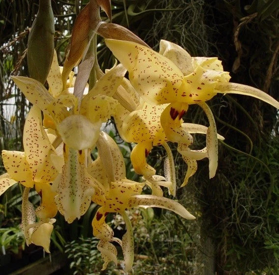Yellow orchid blooms with dark speckles and curved petals