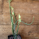 D4551 EUPHORBIA TITHYMALOIDES pot12-H33-W11 cm MaMa Cactus Green Plant