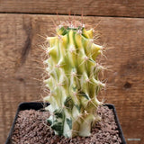 D5133 FEROCACTUS STAINESII VARIEGATED pot12-H14-W7 cm MaMa Cactus Green Plant