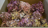 Dried hydrangea stems flowers antique patina pink beige  peegee, 16 Flowers Dried Flower