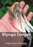Myoga Ginger Live Roots, Cold Hardy Ginger Plant (Zone 5b) Flowering Plants