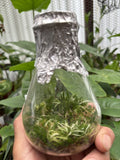 OrchidSourceª SOPHRONITIS SPECIES, brevipedunculata (mfFlask, Plantlets, AsIS) Orchids