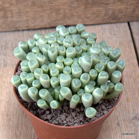 D6543 FRITHIA PULCHRA pot12-H8-W12 cm MaMa Cactus Green Plant