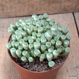 D6543 FRITHIA PULCHRA pot12-H8-W12 cm MaMa Cactus Green Plant