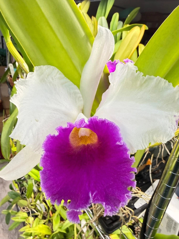 Orchid plant in 4-inch pot with purple and white blooms