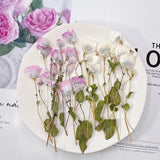 6PCS real Pressed Flower, pink white natural color flower with leaves stem FHT09 Dried Flower