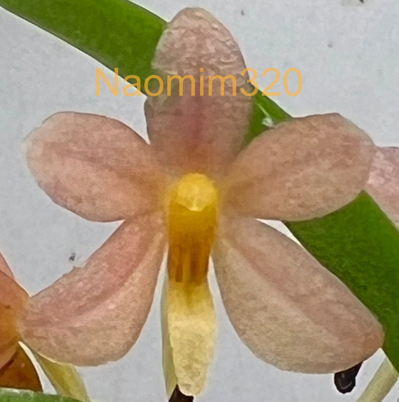 Mounted orchid bloom with peach petals and yellow center, close-up