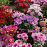 2000 Mixed Chrysanthemum Seeds Ð Colorful Garden Mums for Outdoor Planting Garden Plants