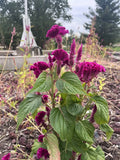 Celosia CRISTATA Mixed Cockscomb Dried Flowers Cut Flowers STUNNING!1000 Seeds! Garden Plants