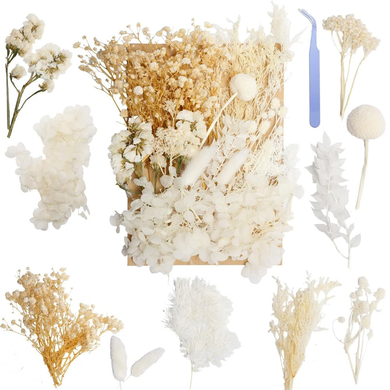 Real Dried Flowers Natural Pressed White Dry Florals Resin Crafts Candle DIY Art Dried Flower