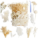 Real Dried Flowers Natural Pressed White Dry Florals Resin Crafts Candle DIY Art Dried Flower