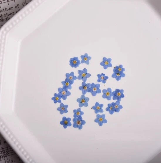 Pressed dried forget-me-not flower petals, small blue blossoms in a cluster