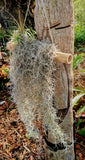 Large Spanish Moss Air Plant Wall Hanging Tillandsia Boho Coastal Living Decor Green Plant