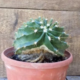 D5478 FEROCACTUS ECHIDNEE pot18-H14-W16 cm MaMa Cactus Green Plant