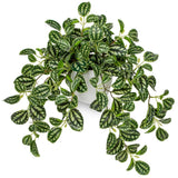 Fake Plants Indoor Artificial Potted Silk Plants Faux Watermelon Peperomia Tr... Green Plant