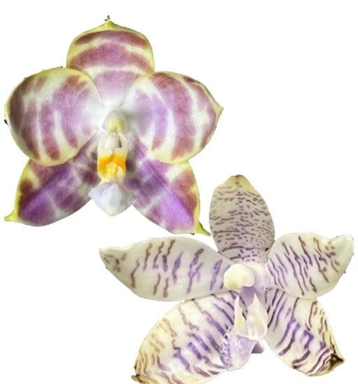 Orchid flowers with purple, lavender, and yellow speckled petals