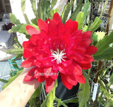 KIWI CALYPSO QUEEN Epiphyllum Orchid Cactus Succulents Orchids