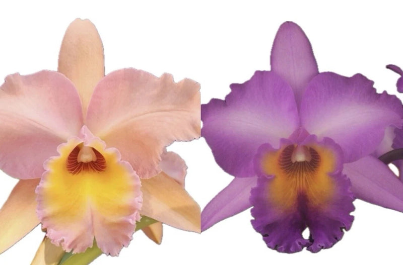Peach and purple orchid blooms with yellow-orange centers