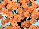 50 ORANGE CARNATION Dianthus Caryophyllus Chabaud Flower Seeds *Flat S/H Carnation