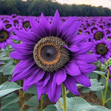 50pcs ÔViolet MajestyÕ Purple Sunflower Seeds Ð Rare Heirloom Variety for Garden Sunflower