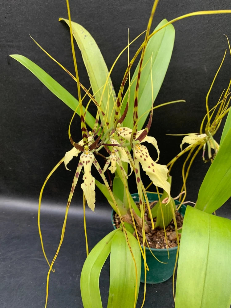 Orchid plant in pot with narrow green leaves and cream yellow flowers with brown spots
