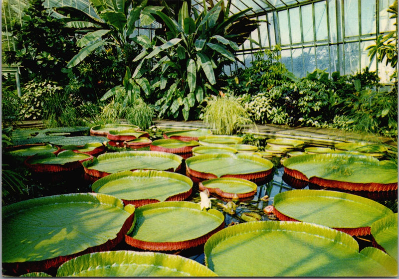 Victoria Longwood Hybrid Water Lilies Bloom Aquatic Botanic Garden Edinburgh SCT Lily